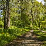 Wanderweg durch den Wald